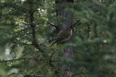 Phylloscopus humei