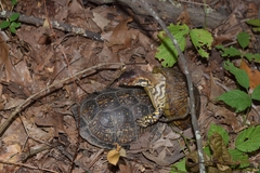 Terrapene carolina triunguis