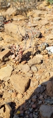 Trachyandra