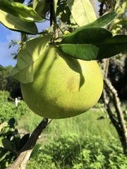 Citrus maxima
