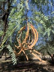 Prosopis velutina