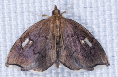 Perispasta caeculalis