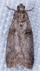 Sciota uvinella