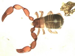 Lamprochernes chyzeri