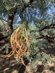 Prosopis velutina