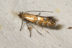 Phyllonorycter