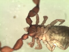 Lamprochernes chyzeri