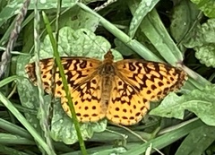 Boloria bellona