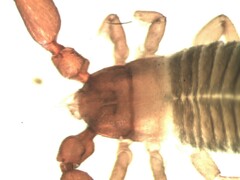 Lamprochernes chyzeri