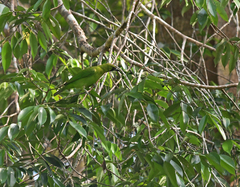 Chloropsis sonnerati