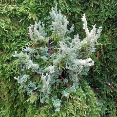 Cladonia squamosa
