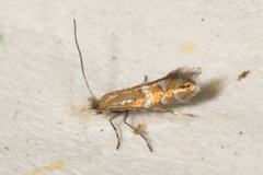 Phyllonorycter