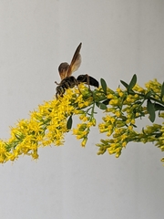 Tachytes guatemalensis