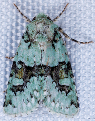 Lacinipolia implicata
