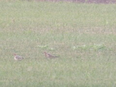Calidris subruficollis