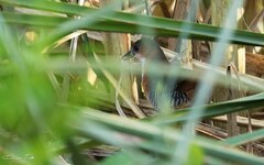 Laterallus melanophaius