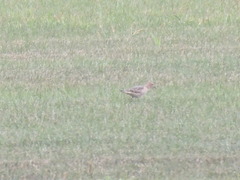 Calidris subruficollis