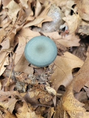 Clitocybe odora