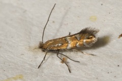Phyllonorycter