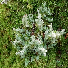 Cladonia squamosa