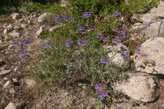Penstemon azureus