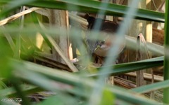 Laterallus melanophaius