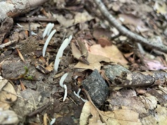 Clavaria fragilis