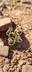 Albuca spiralis