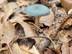 Clitocybe odora