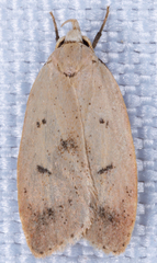 Machimia tentoriferella