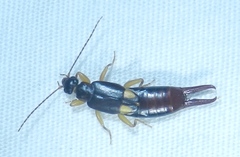 Spongiphoridae