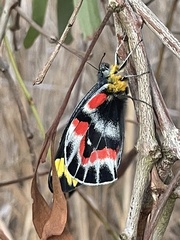 Delias harpalyce