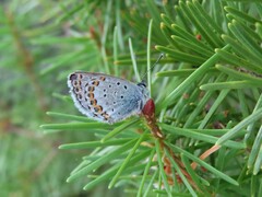 Plebejus idas
