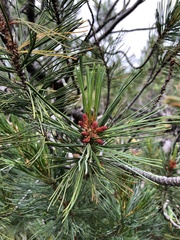Pinus pumila