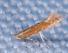 Cremastobombycia solidaginis