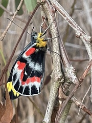 Delias harpalyce