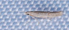 Coleophoridae