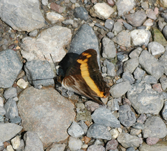 Adelpha leucerioides