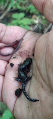 Ambystoma