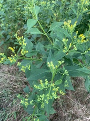 Verbesina occidentalis