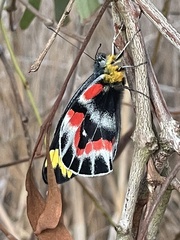 Delias harpalyce