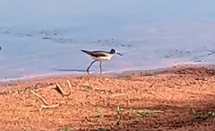 Charadriiformes