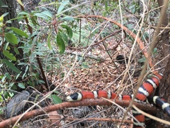Lampropeltis pyromelana
