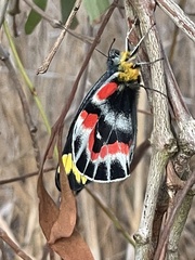 Delias harpalyce