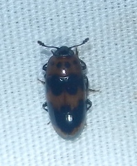 Ischyrus quadripunctatus