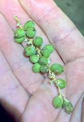 Washingtonia filifera