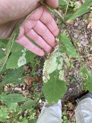 Calycomyza