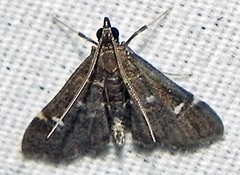 Diathrausta reconditalis