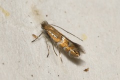 Phyllonorycter