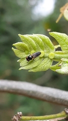 Diptera